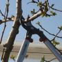 BAHCO Ebrancheur demultiplie 60cm - P280-SL-60