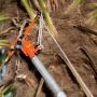 BAHCO Echenilloir 37cm + corde 5m - P34-37